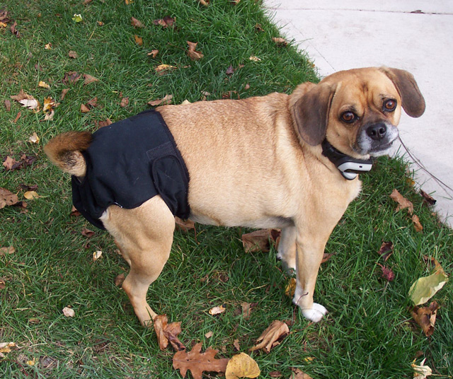 Dogs in Diapers: Black Diaper