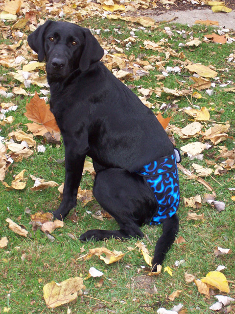 Dogs in Diapers: Blue Flames